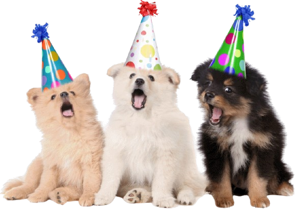 Cute Dog